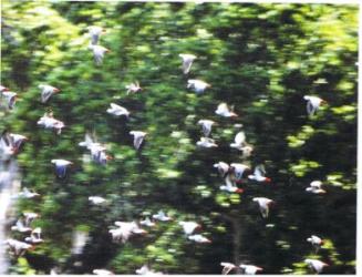 Многочисленная стая жако на 